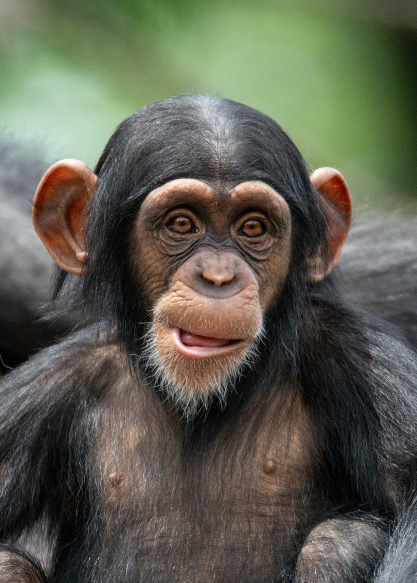 ape head fred tweet media