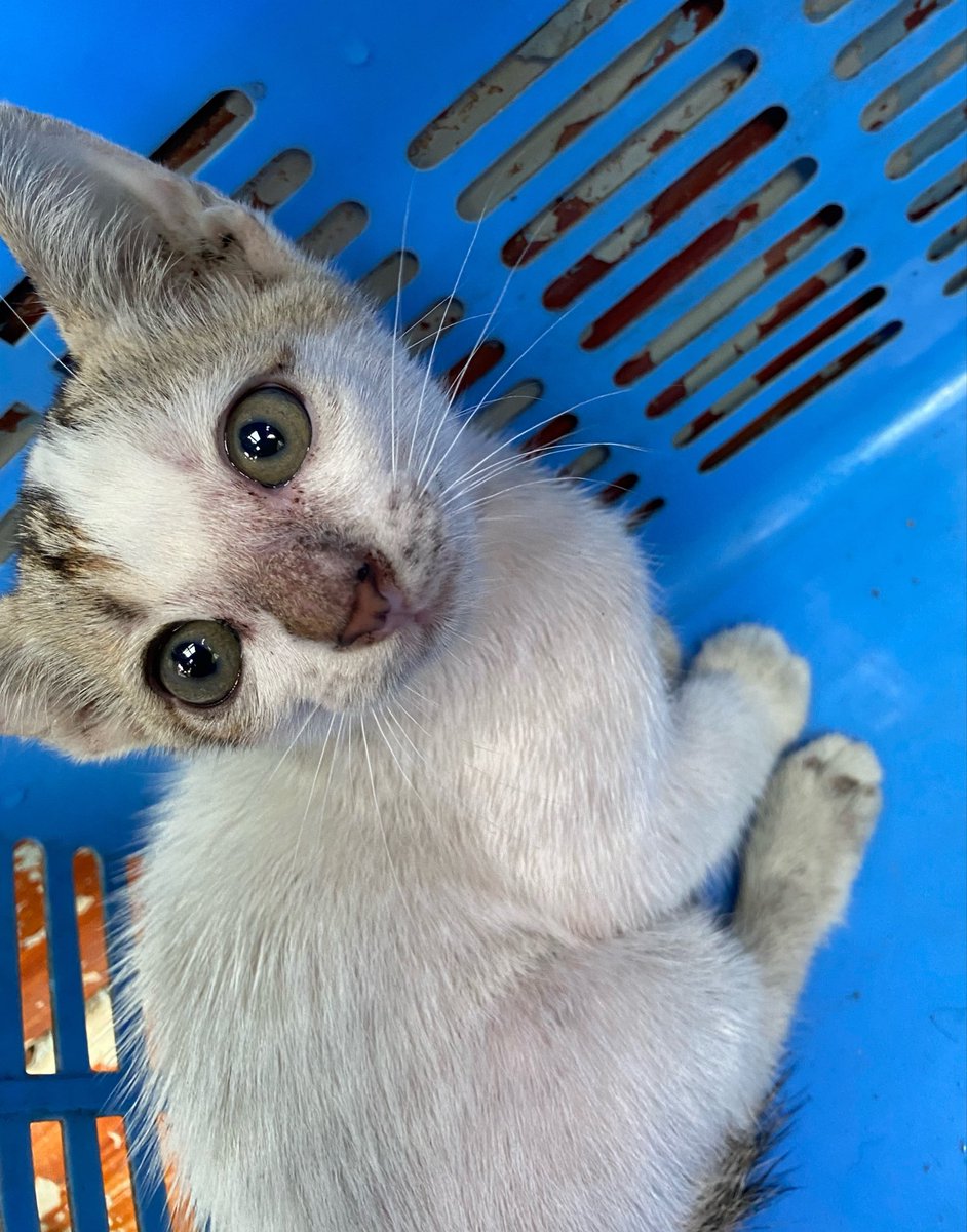 พรีเดเตอร์มือใหม่ 🫪 #ท้ายติ๊กคว้า tweet media