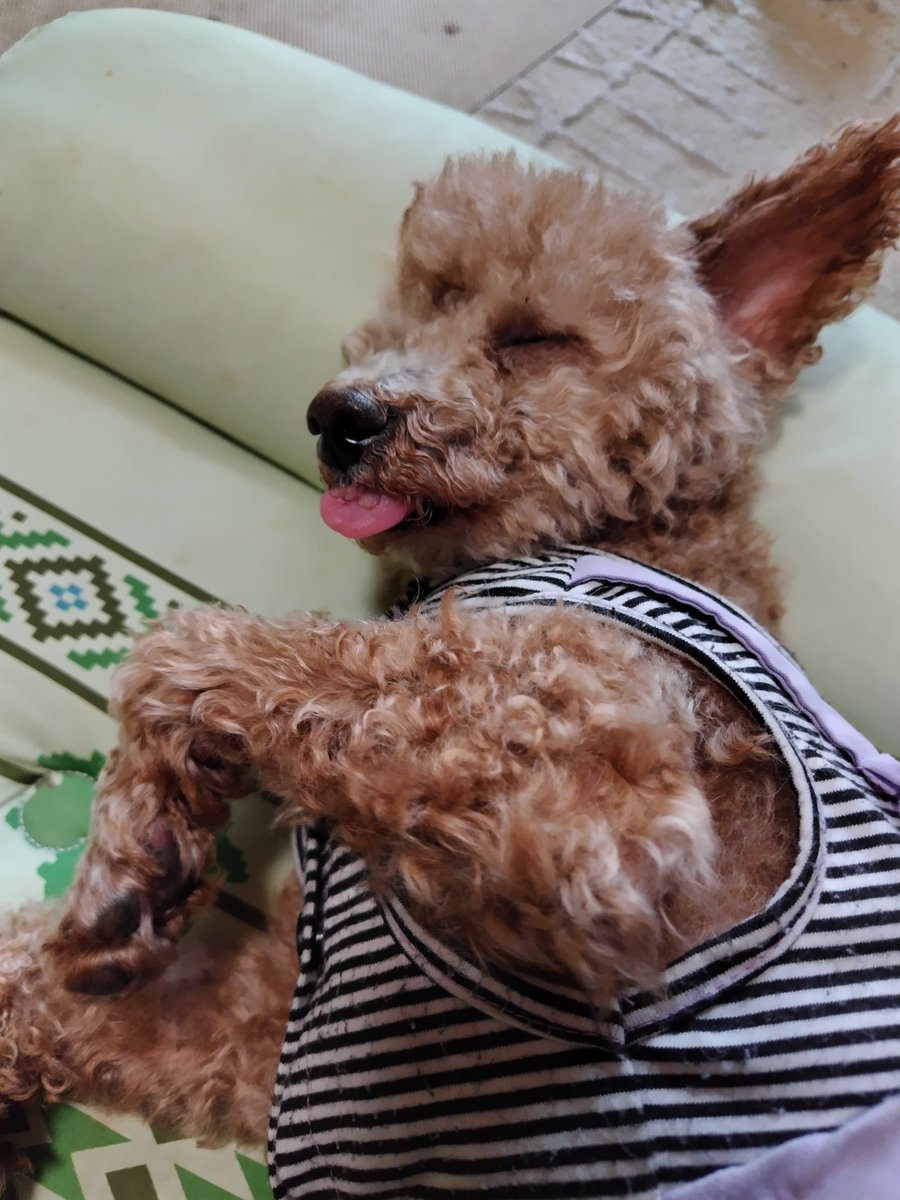 お昼寝中の愛犬ココア🐶