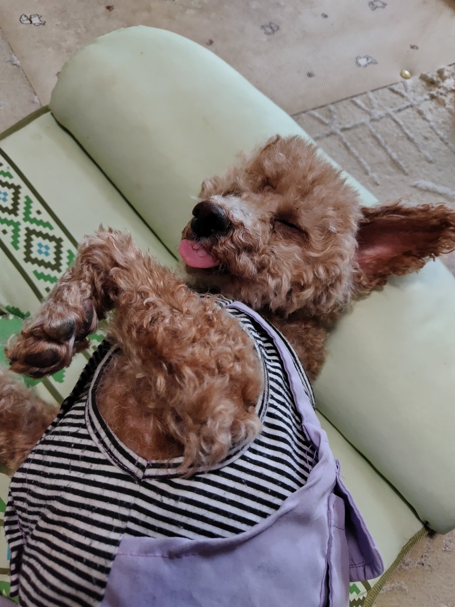 お昼寝中の愛犬ココア🐶