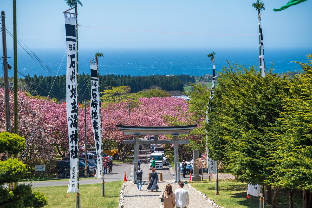 八重桜「関山」の名所、函館「石崎地主海神社」。 昨日（5月10日）は