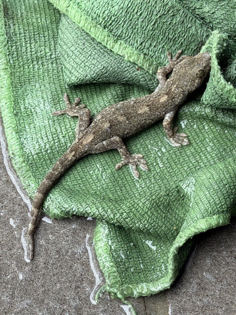 office_ymd's tweet photo. ヤモリ🦎目覚めたかな🐾 https://t.co/06iUZiUnFk