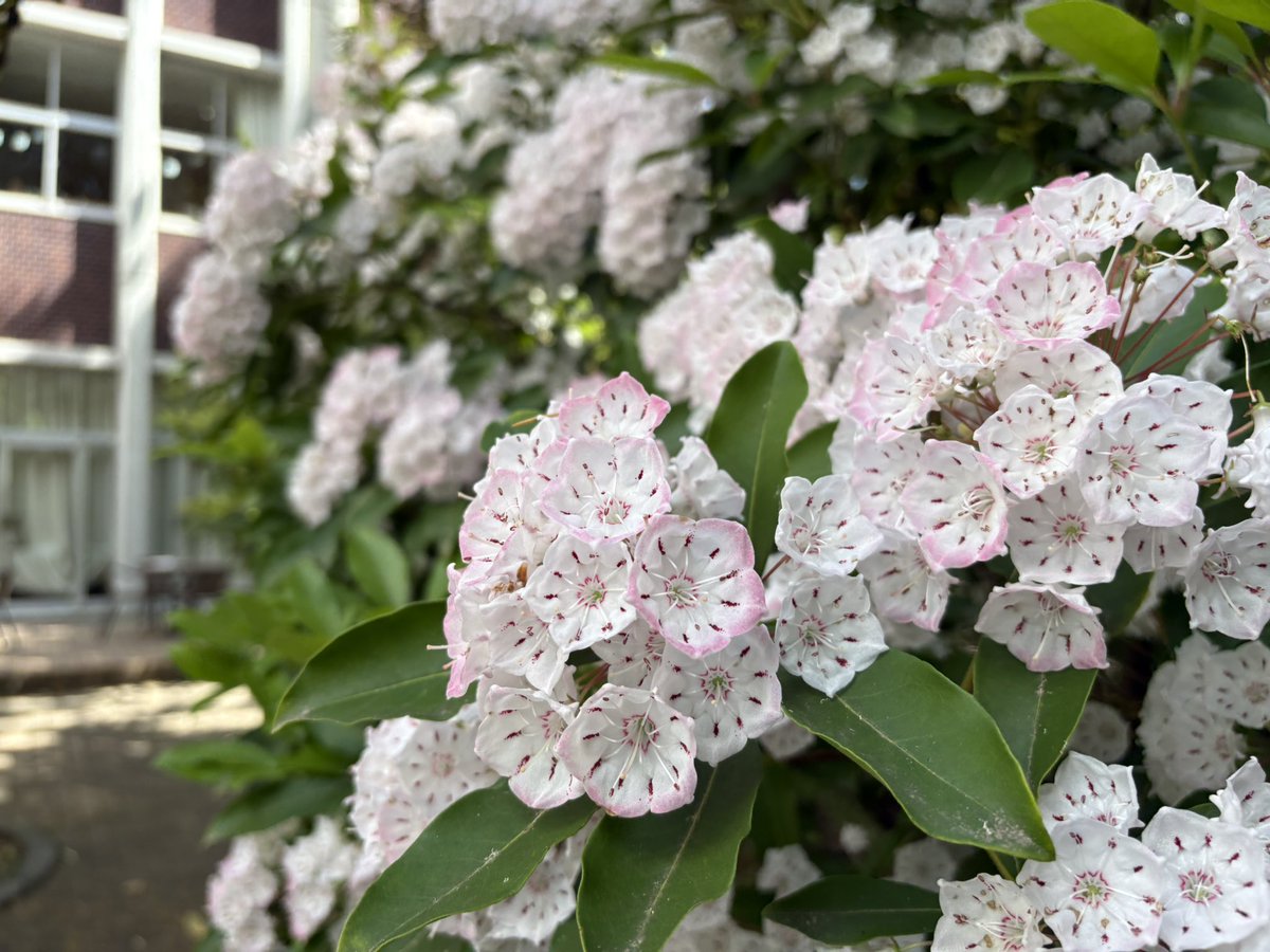 musashinohaiku's tweet photo. 【カルミアの花】武蔵野キャンパスの5月。紅雲台の前にはカルミアの花が咲きます。蕾も可愛らしいのですが、開花したあとの花も目を引きますね。この花を見ると5月が来た、と嬉しくなりますね。#武蔵野大学 

カルミアの花は五月のまるみかな　森貞茜

第30回武蔵野文学賞準大賞作品「カンバス」より。 https://t.co/PCCa7xMh14