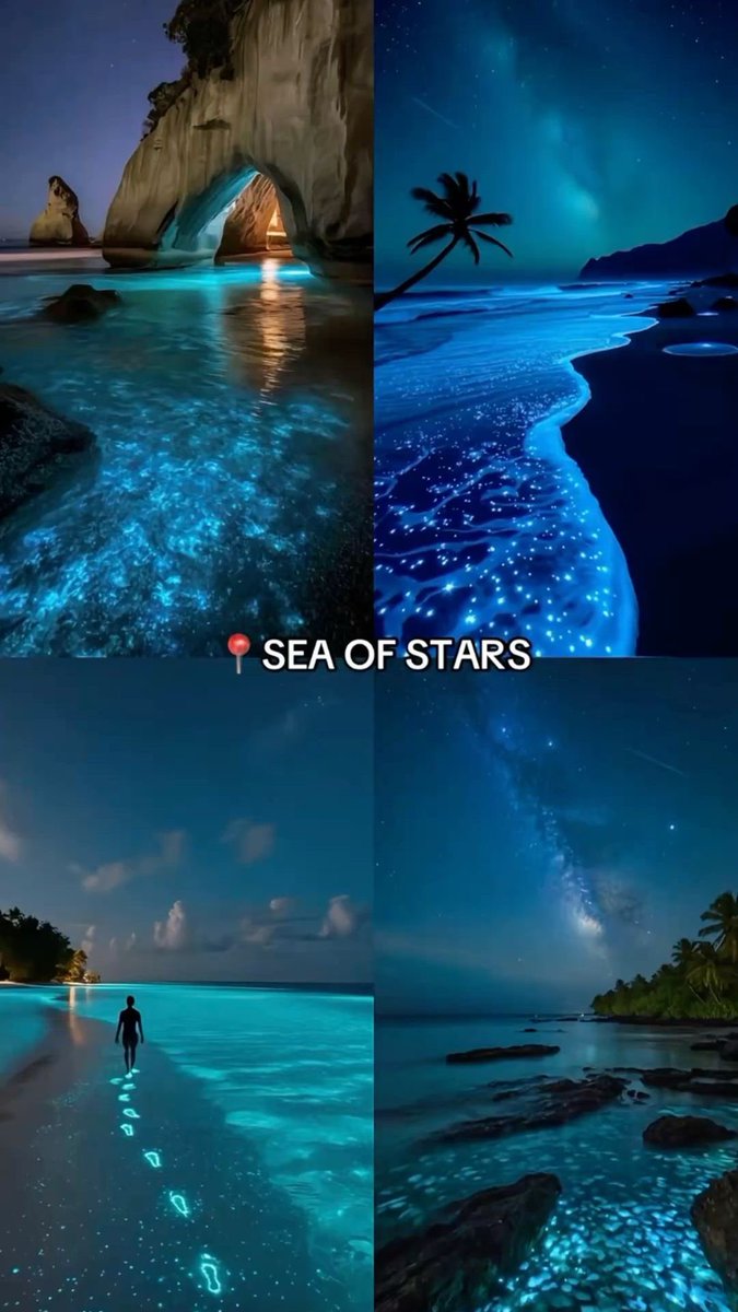 🌌 📍Sea of Stars（モルディブ） 海が夜になると青く光る、 幻想的