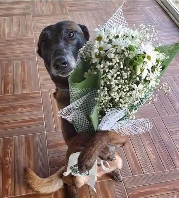 Dilo con perritos tweet media