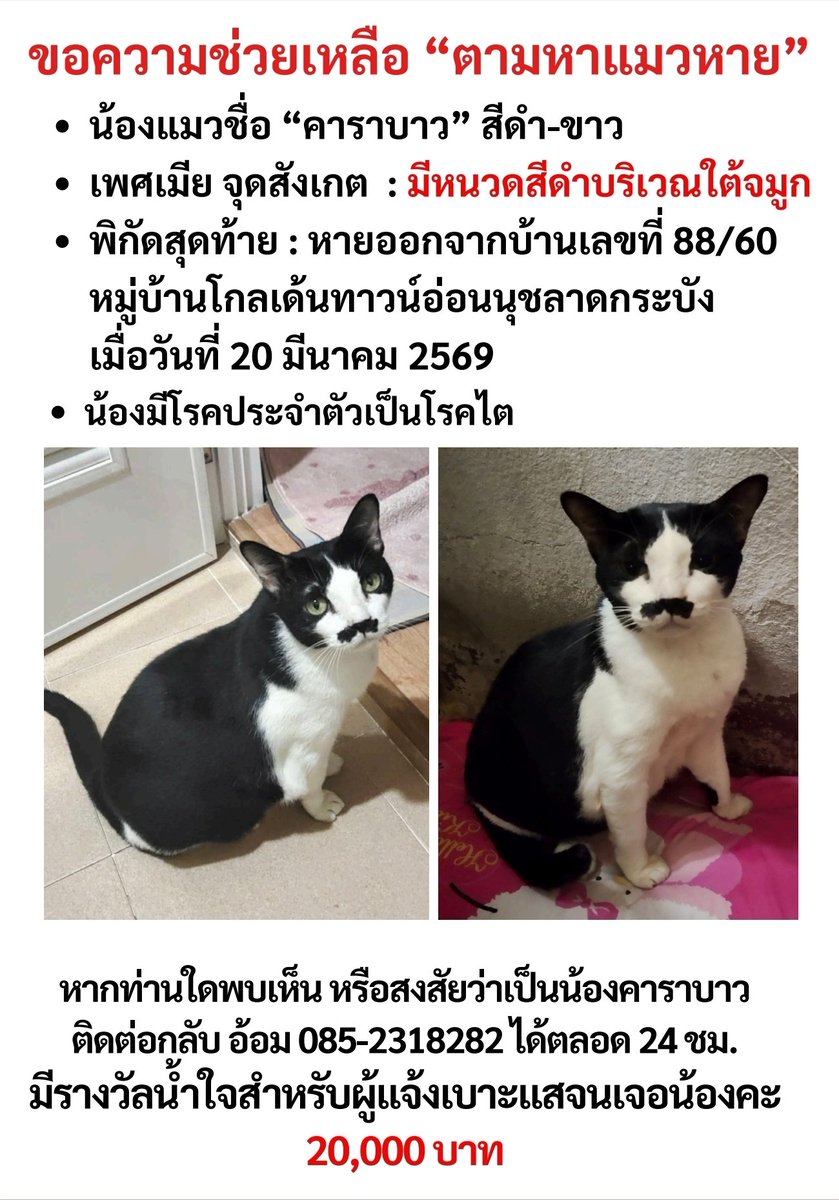 Mom_3J 💚🐈🍀 tweet media