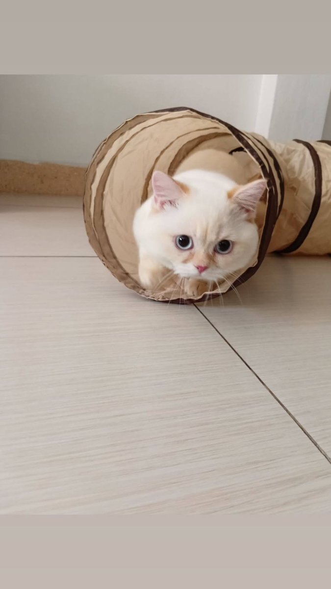 คุณแม่นัทมาลงรูปโมจิ 🐱