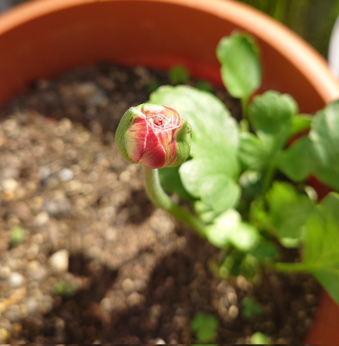 Ranunculus423's tweet photo. 私、実はYouTubeを始める時にラナンキュラスという名前で始めたんです😌
いつかは育ててみたいと思っていたラナンキュラスの球根に昨年の秋に出会えて植えたら、先日きれいな赤い花が咲きました😊🎵
もう1つ花が咲きそうな蕾があるので楽しみです🥰

#家庭菜園 #ラナンキュラス https://t.co/sNmVP251CQ