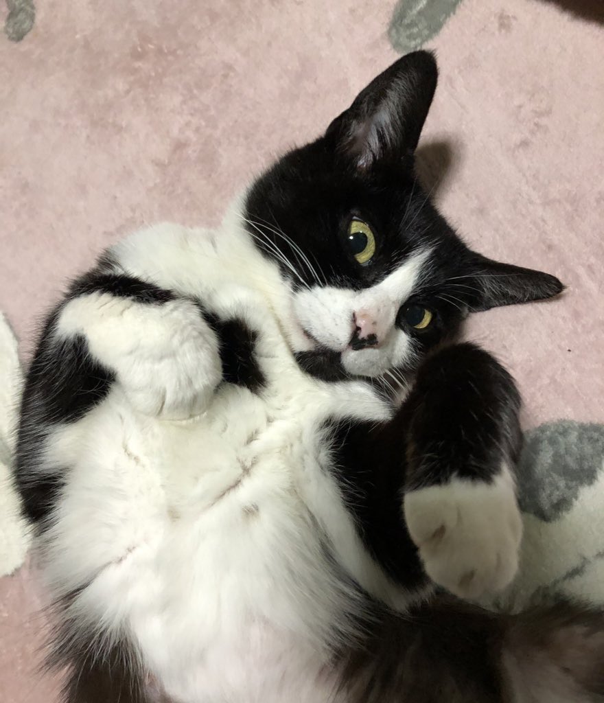(ΦωΦ)(ΦωΦ)猫ねこちゃん♥トレー♥(ΦωΦ)(ΦωΦ)(ΦωΦ)猫♥ ねこかわいいね(*ΦωΦ*)