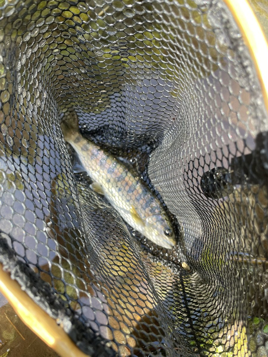 トンちゃん🌈🎣🐟🌈🌸🎣🫧𓆩♥️𓆪🌹🗝️ tweet media