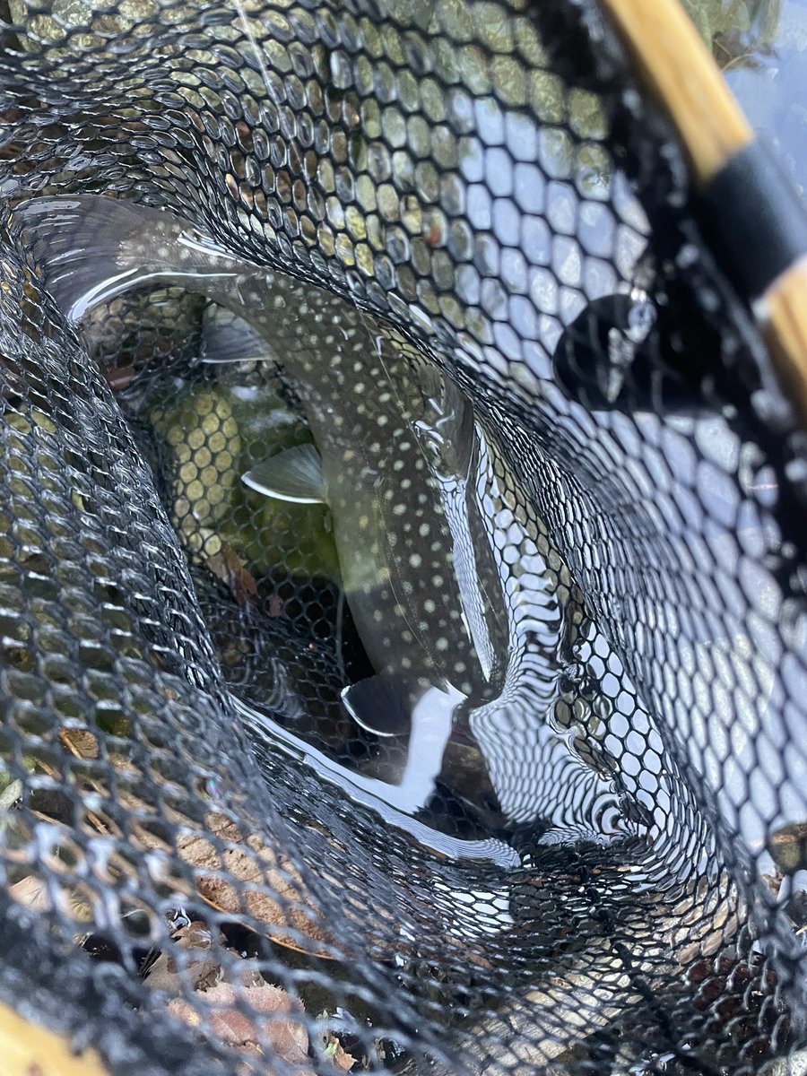 トンちゃん🌈🎣🐟🌈🌸🎣🫧𓆩♥️𓆪🌹🗝️ tweet media