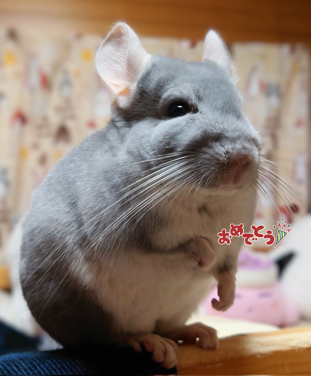 ようこ tweet media