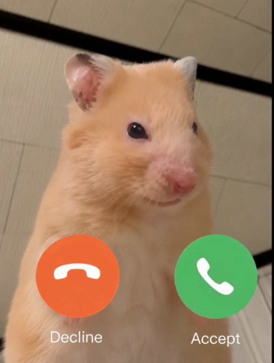 Tweets Of Hamster tweet media