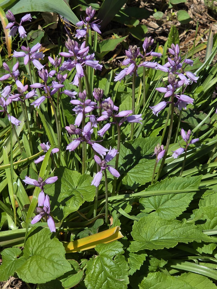 春ですね～🌿💜🤍