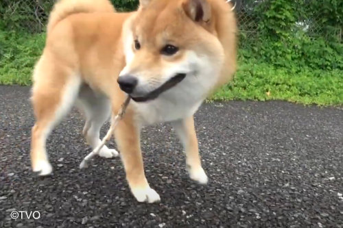 まめすけ