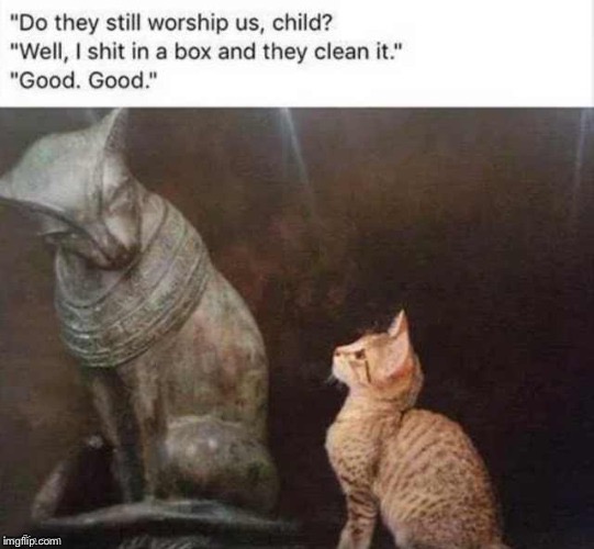 kingofthenet's tweet photo. @catsareblessing https://t.co/xU1L3g36hH