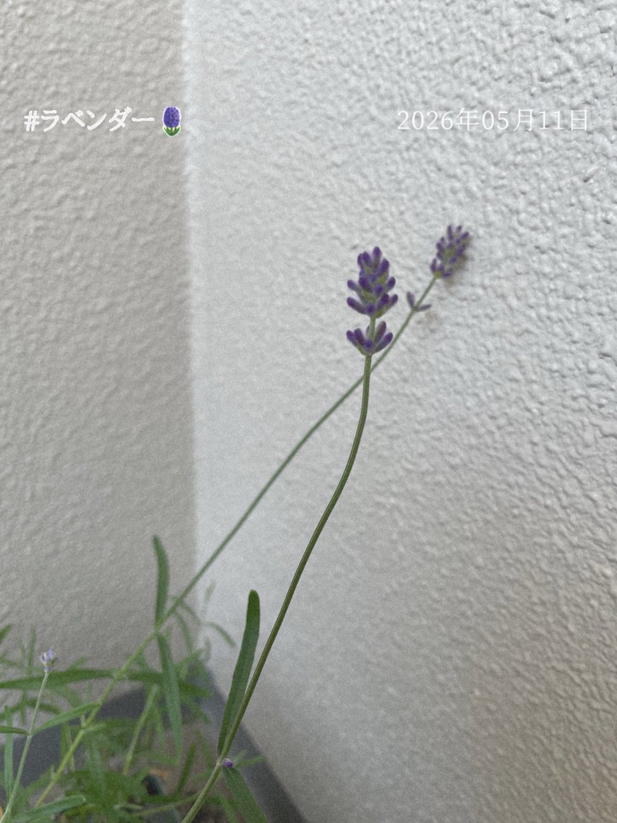 観察日記📝 #レモン🍋の蕾が✨ 去年は、マンションの工事で、 玄関に