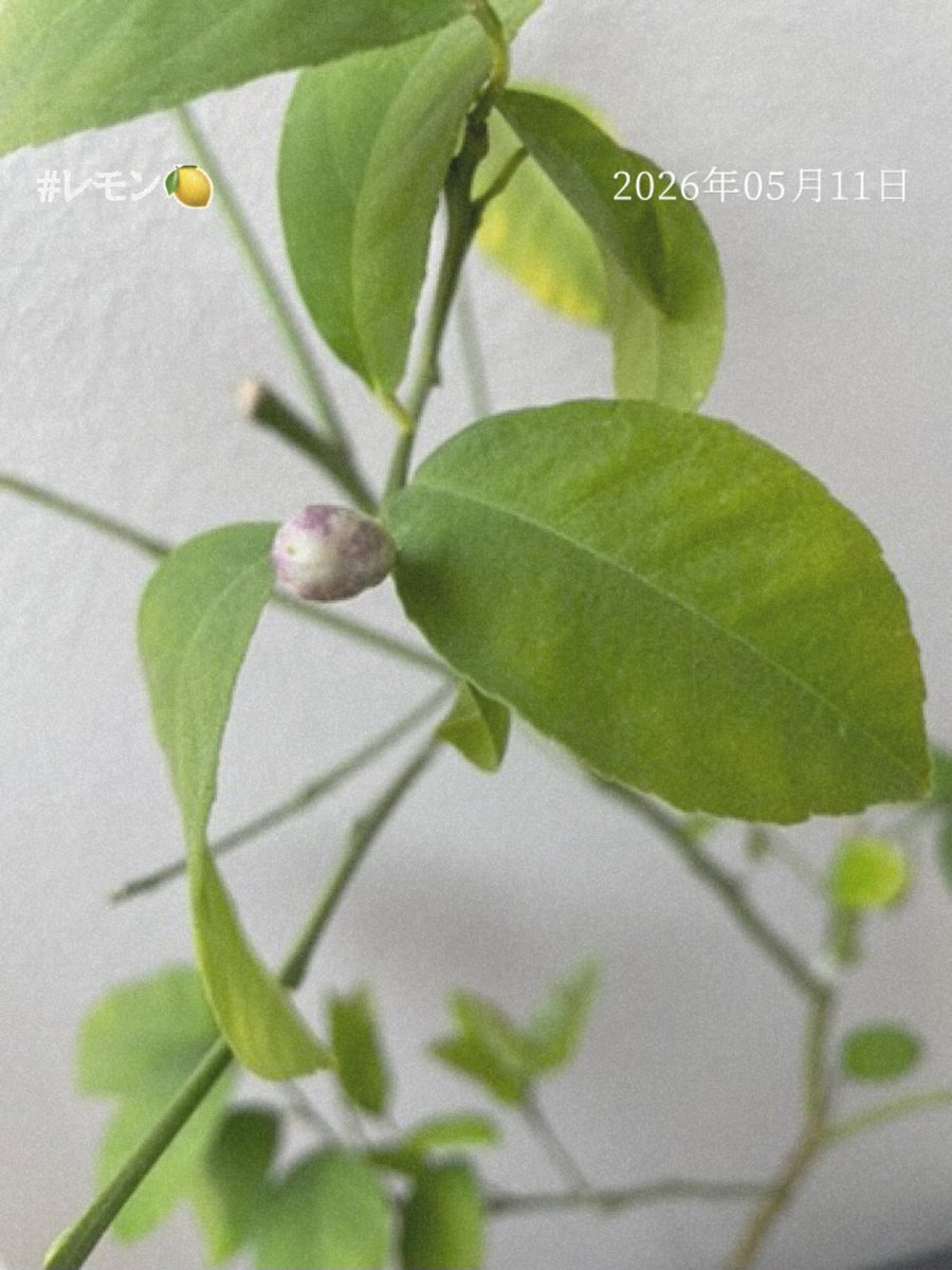 観察日記📝 #レモン🍋の蕾が✨ 去年は、マンションの工事で、 玄関に