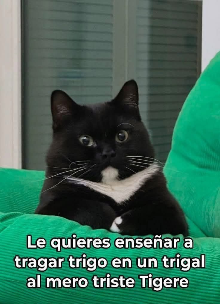 Dilo con gatitoz tweet media