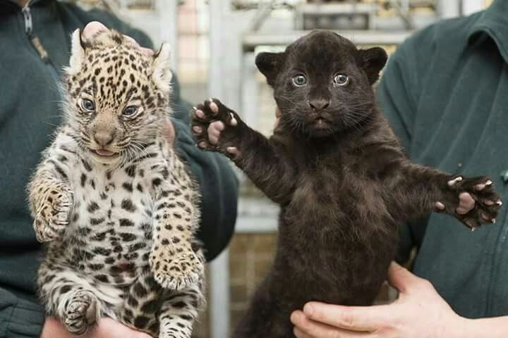 THE ANIMAL WORLD NATURE tweet media