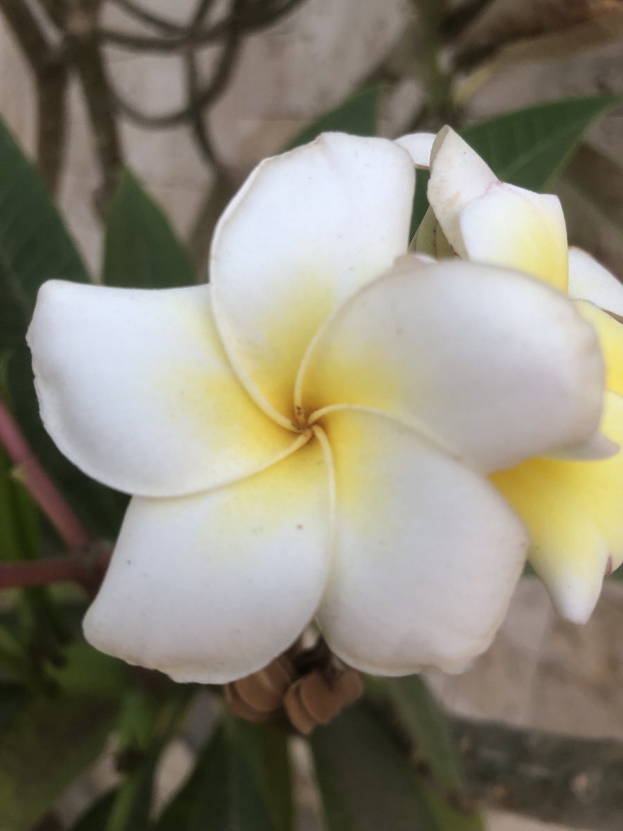 alaboudkhalid's tweet photo. @TristanRutland7 @RitchaSaxena @feldstej @ilovepathology @iheartpath @mvmd0908  @DrGeeONE &amp; all #pathologists; Good morning all.#fleurs, #flowers , #flores 
#الزهور #سبحان #اللة #العظيم https://t.co/ALVz3tVHrO