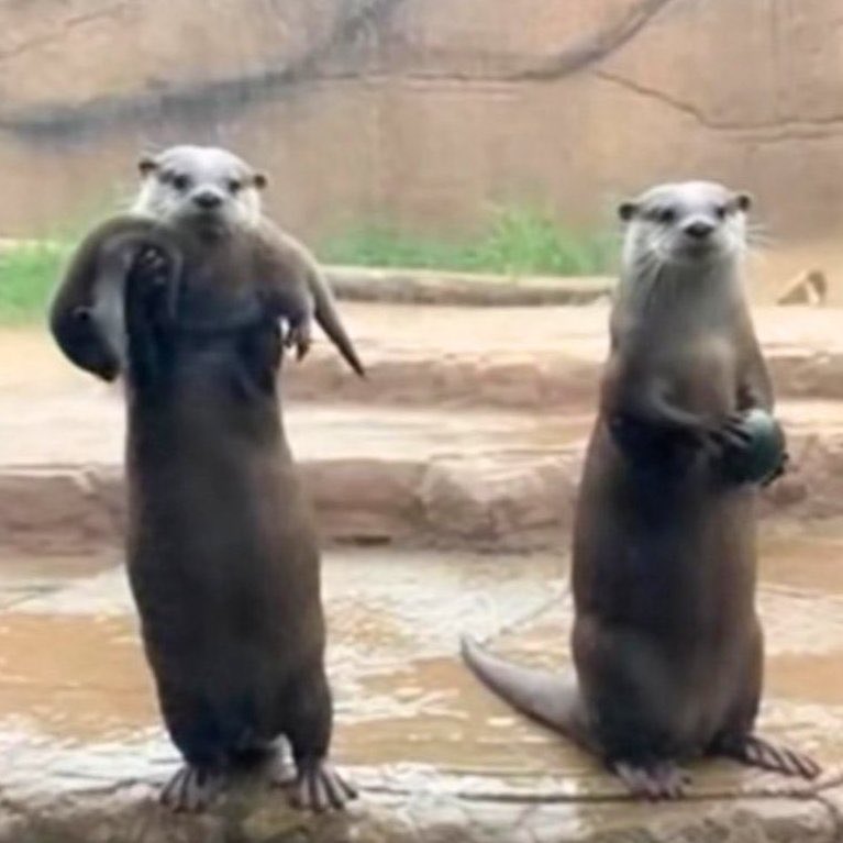 La nutria madre muestra orgullosamente a su cría, mientras el padre exhibe su piedra favorita.