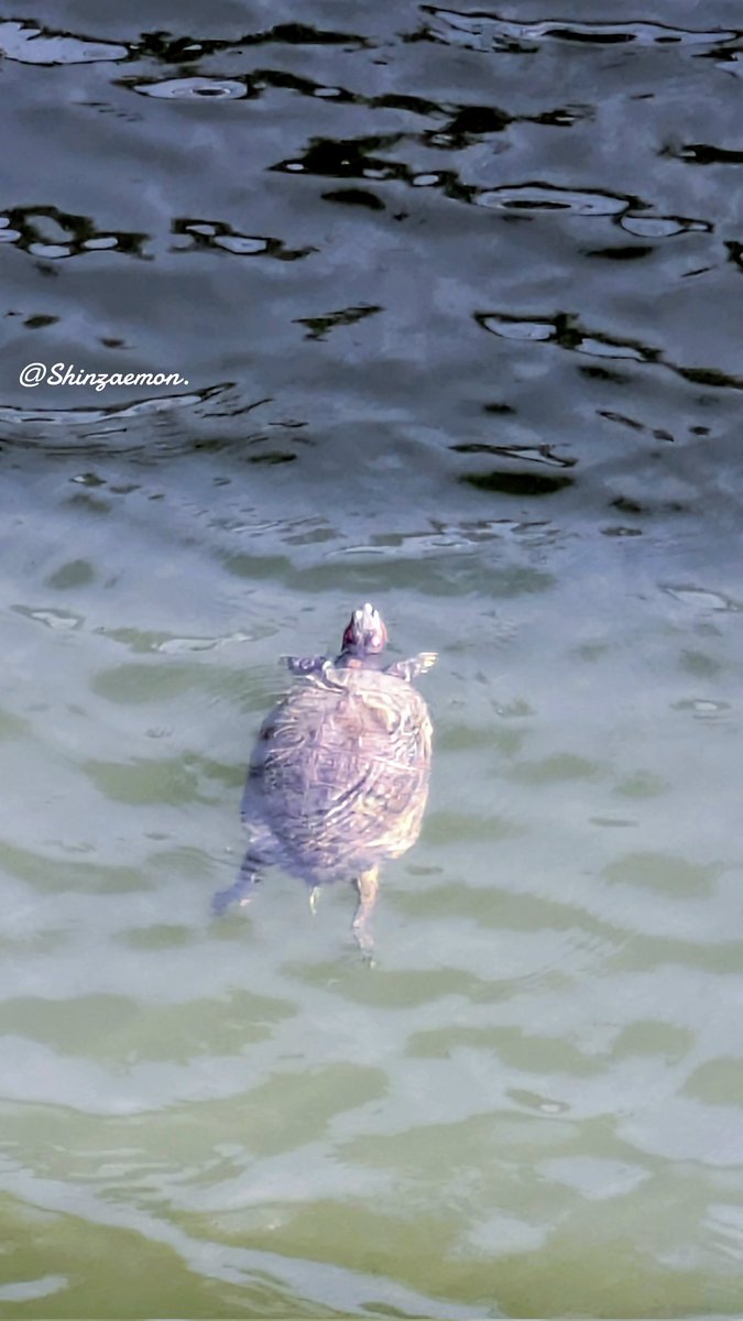 Shinzaemon@写真垢 tweet media