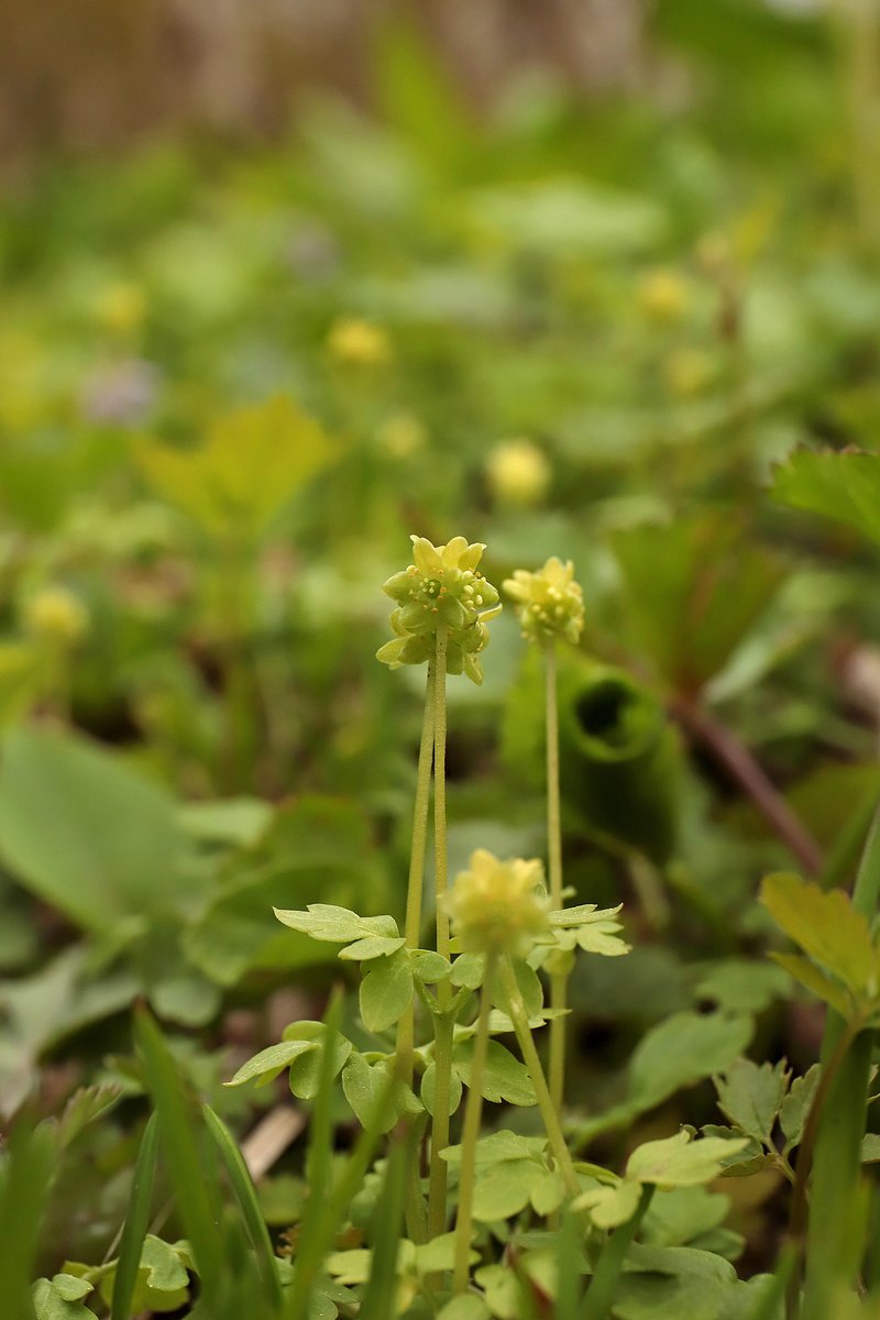 根室市東和田 市民の森で見られた主な植物】 ＜2026/5/8現在＞ オオバ