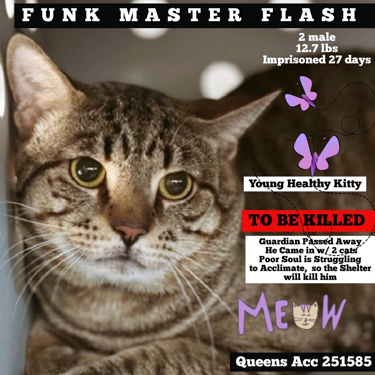 Nik & Marley Cat tweet media