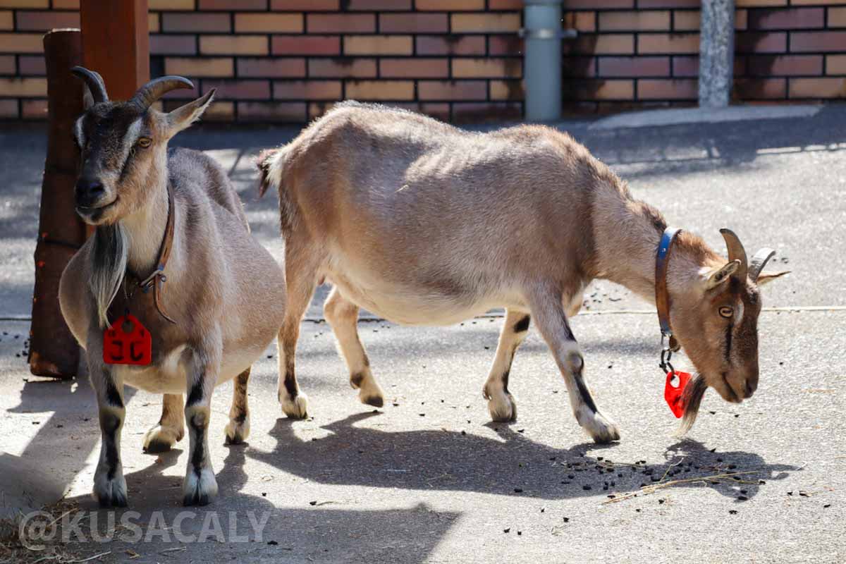 ヤギさん 多摩動物公園「なかよし広場」のヤギ 名前は、アン、ツブ、コシ 🐐🦝