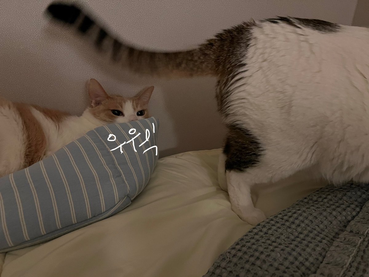 sumok_eee's tweet photo. 방구 https://t.co/YMR2Eus2XF