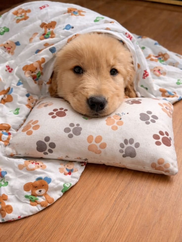 theDogLovers tweet media