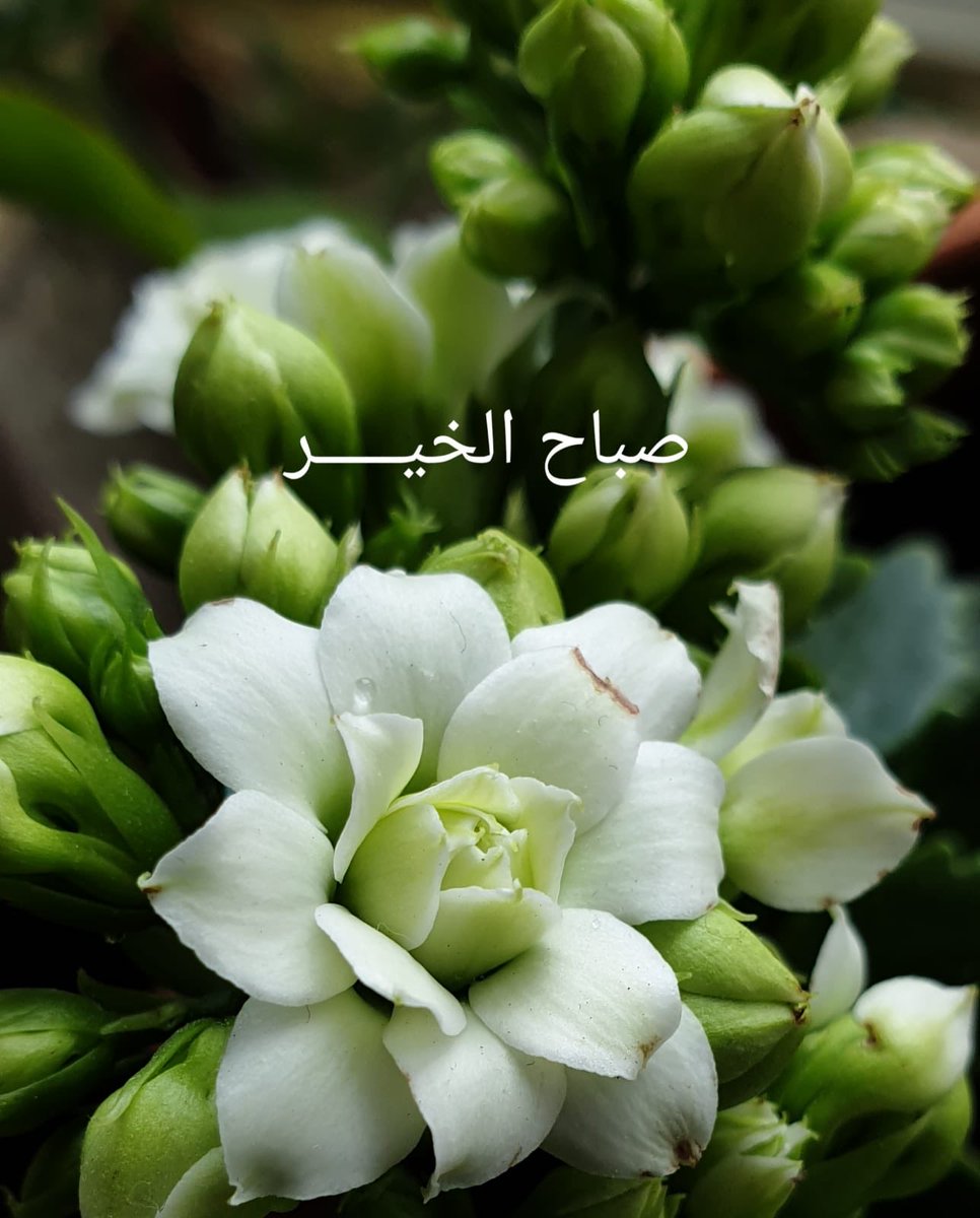 بثينة زكريا مُرشد tweet media