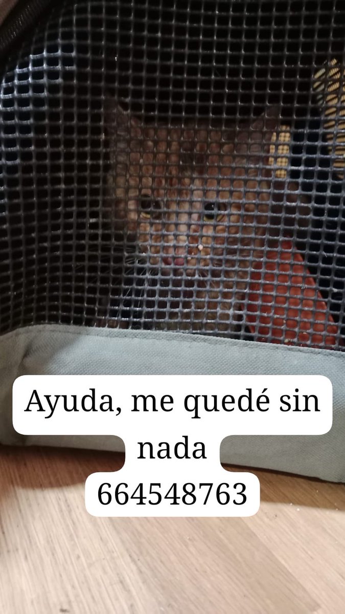 LO HAN DEJADO TIRADO‼️
Se ha quedado sin #ACOGIDA 
en el último momento y no tiene donde ir, mando, mimoso y sociable, se metió solo en el transportín  #Madrid #Toledo
AYUDA‼️🆘🆘🆘