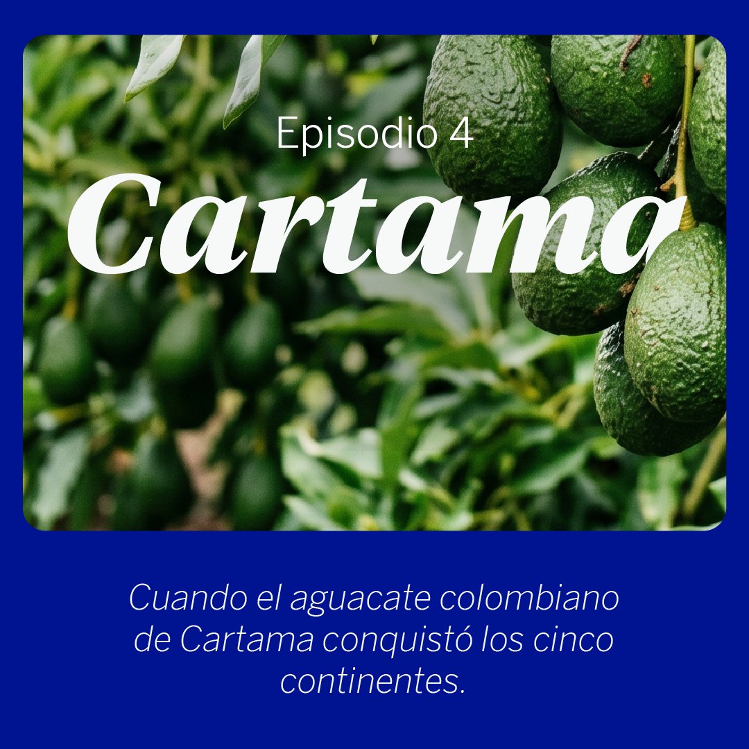bbva's tweet photo. Del campo colombiano a las mesas de todo el mundo 🥑

@CartamaColombia nació como un pequeño sueño en Antioquia y hoy exporta aguacate Hass a cinco continentes, creando empleo rural y protegiendo nuestros bosques nativos. https://t.co/5fCjAD3X7m