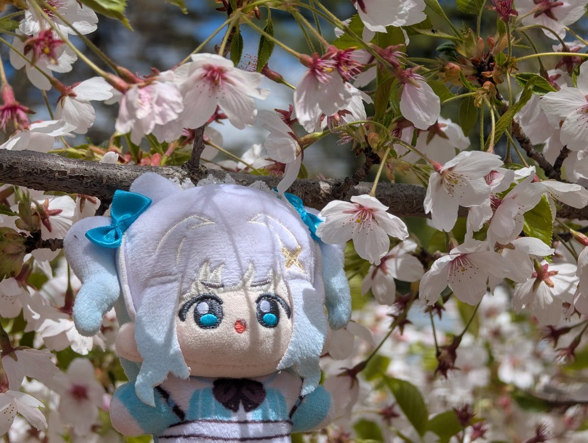 cyberfacade's tweet photo. It's cherry blossoms time #MintoGo https://t.co/9QmwiG28sq