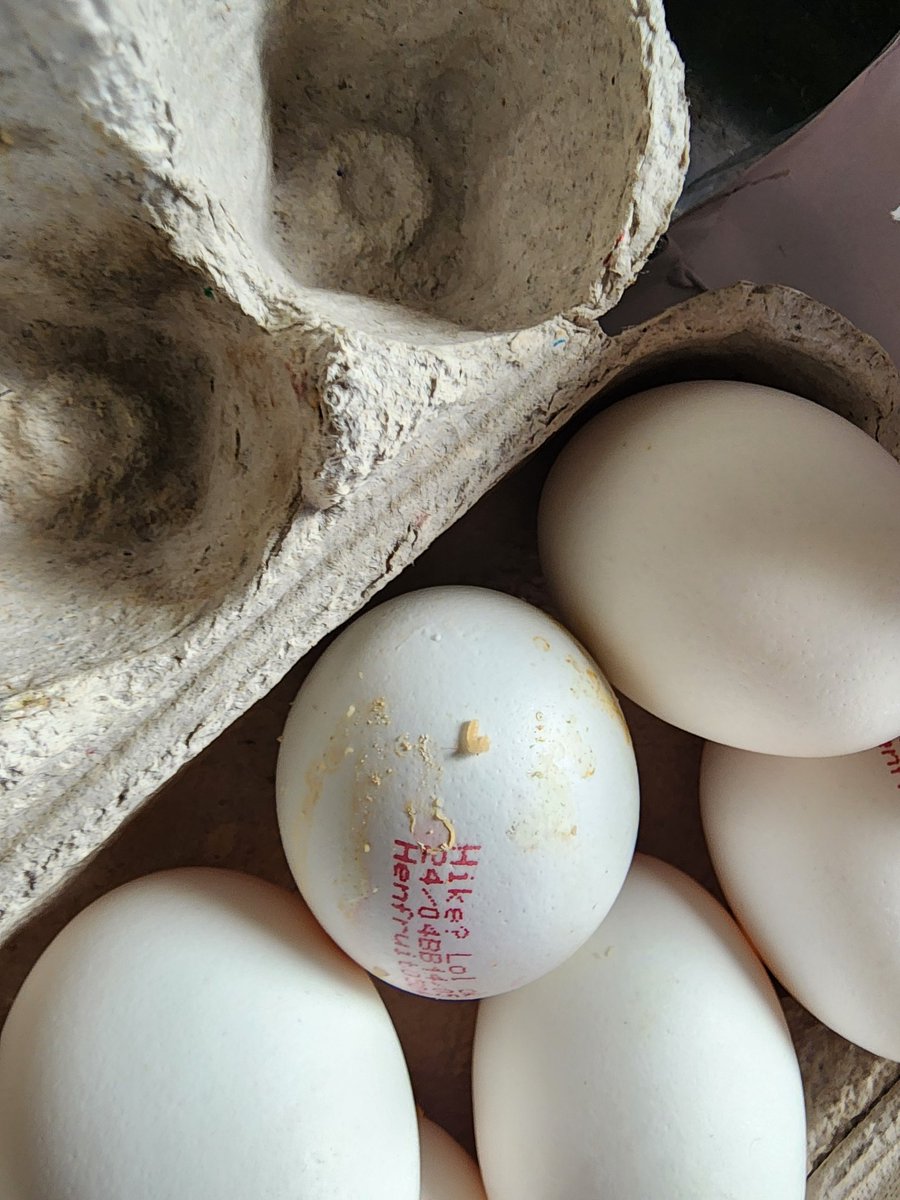 RayPreetam's tweet photo. @letsblinkit severe breach of-
1) Quality control 
2) Inventory policy
3) Customer support quality

I got maggot infested eggs of Henfruit on 11/05 with expiry date  14/05/26. Customer support is only sorry and not ready to register complaint for quality and expiry date https://t.co/yVLaRroEkz
