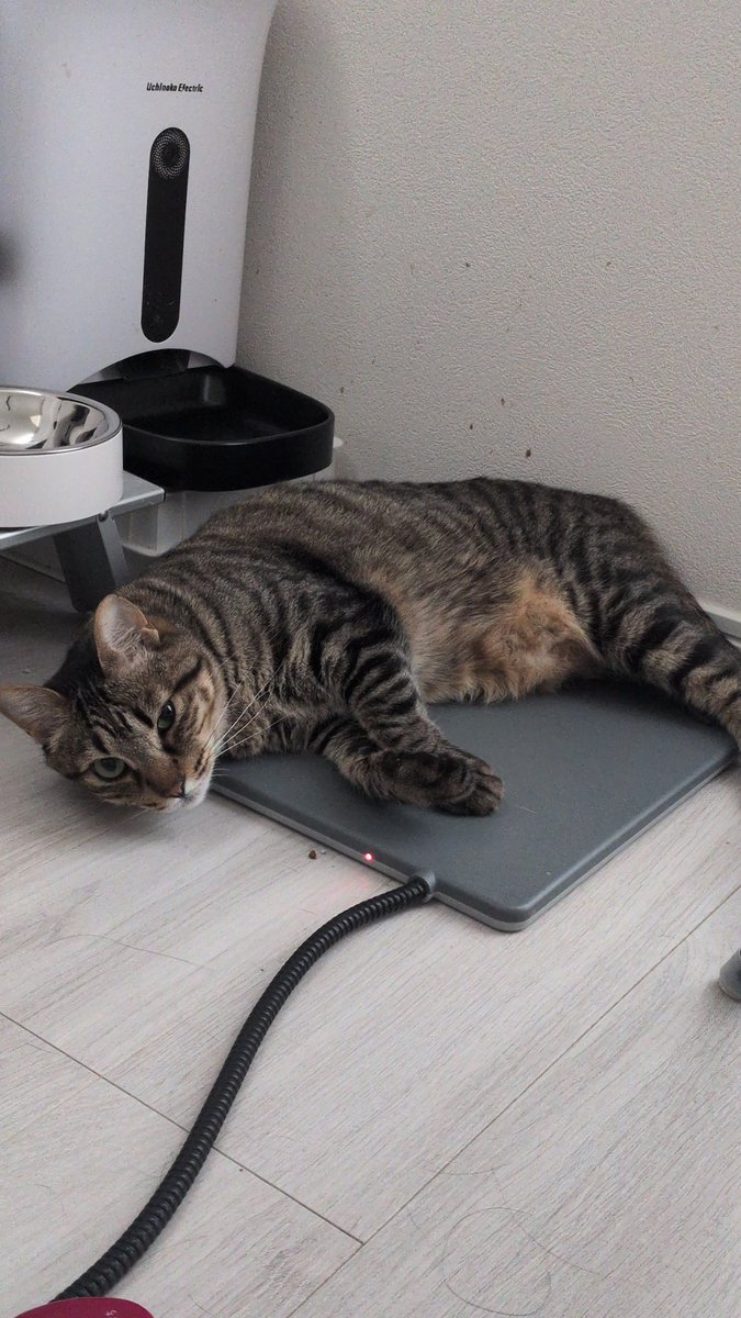Diggy_065's tweet photo. 私は元気だし相変わらずねこたちはかわいい #れむこねこ https://t.co/ifo8Rv4eTy
