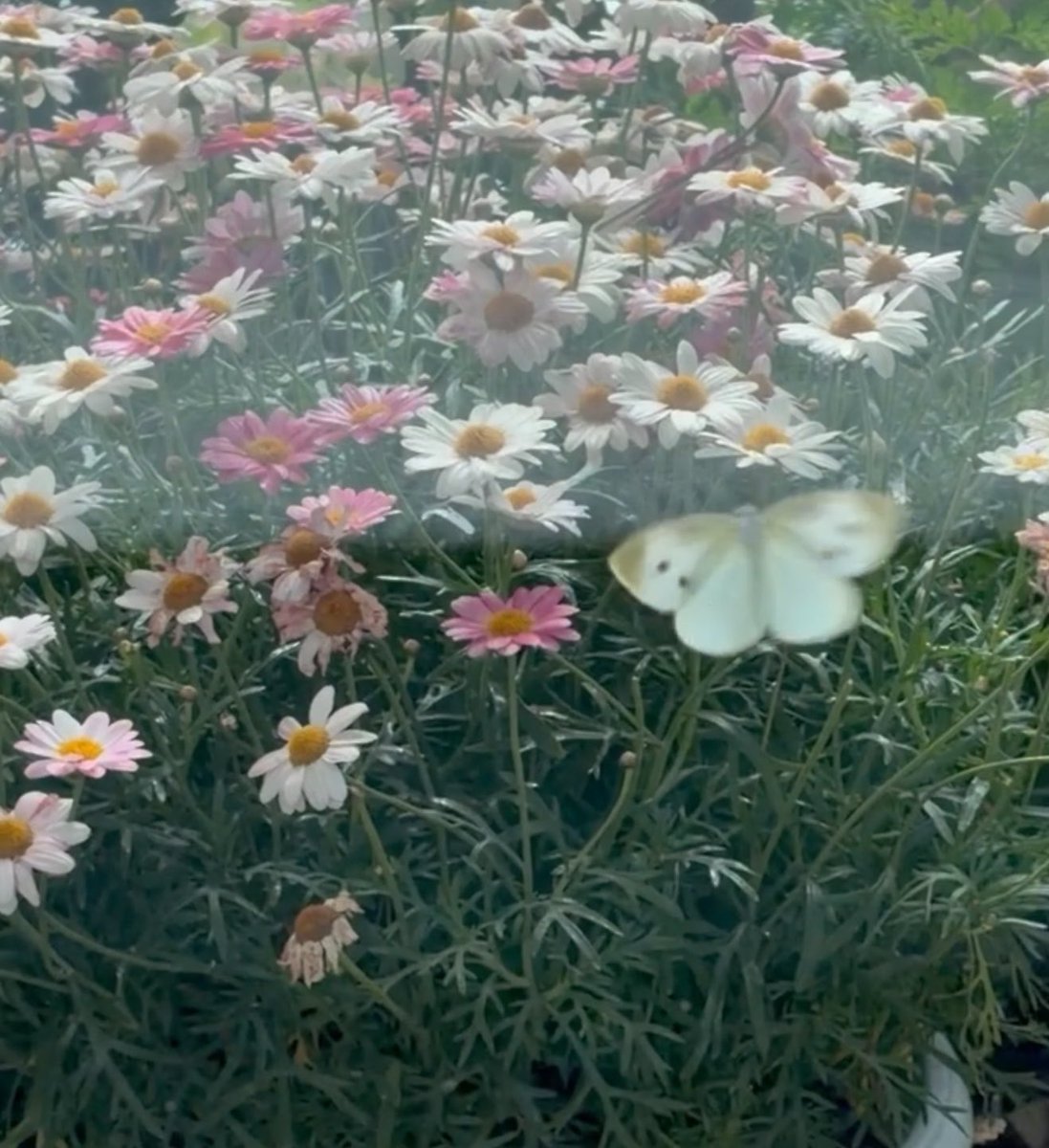 🦋🤍THIS IS RENJUN :