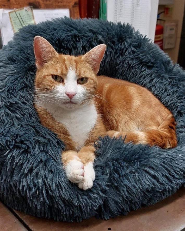 George The Stourbridge Junction Station Cat tweet media