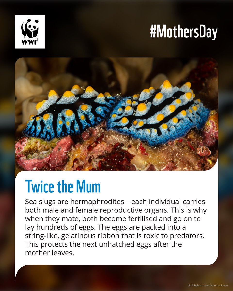 WWF-India tweet media
