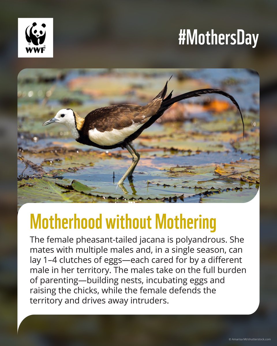 WWF-India tweet media