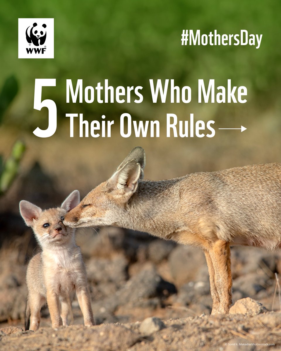 WWF-India tweet media