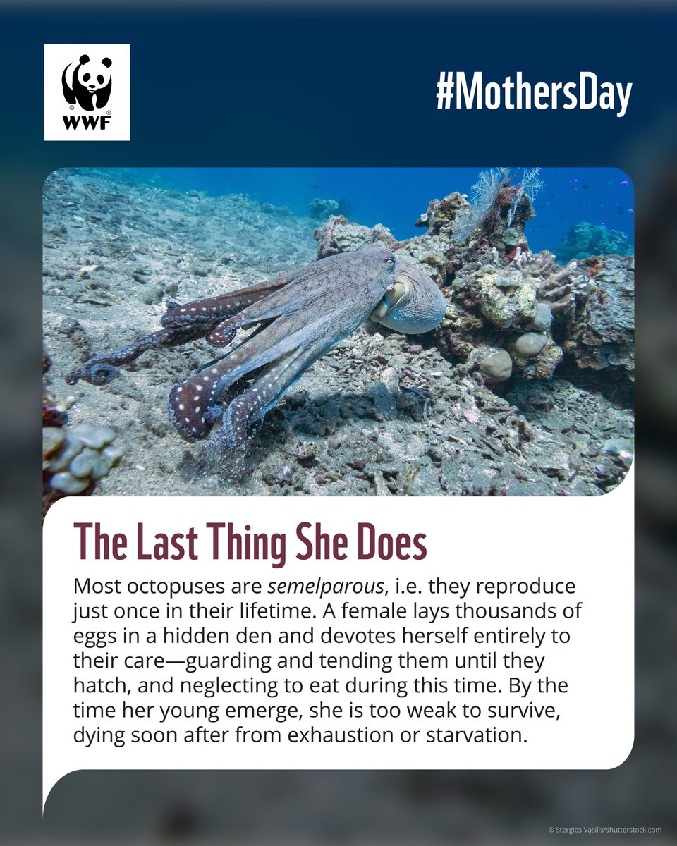 WWF-India tweet media