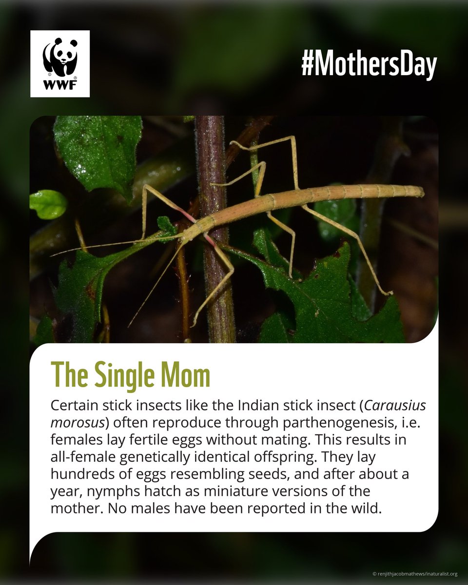 WWF-India tweet media