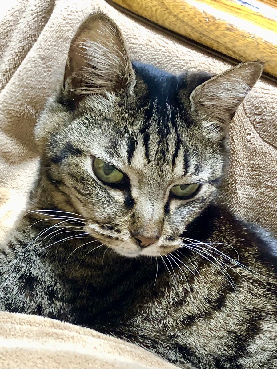 ねこちが今掃除し終わってきれいになったトイレの外で💩をして、んなぁ
