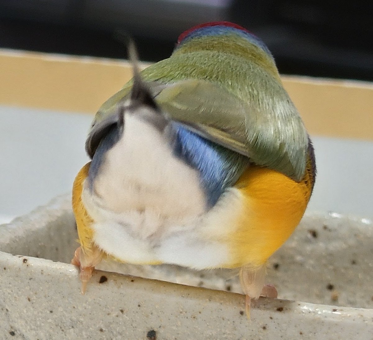 成瀬領 tweet media