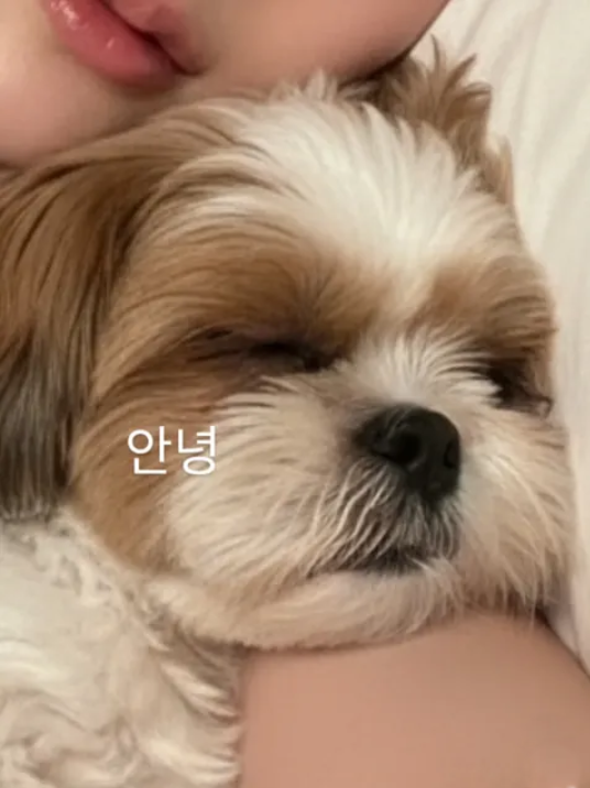 Gabe0564's tweet photo. #경기도 #부천 #소사구 #계수동 
잠잘자는 루나가 참 부럽워~ https://t.co/QaxYEFAdiQ