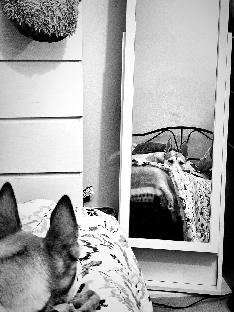 2020Balto's tweet photo. #baltoytaz #dog #dogstagram #dogsofX #dogday #doglovers #dogfamous #funnydogs #famousdogs #lovemydog #dogarefamily https://t.co/LyrNGeeEFI