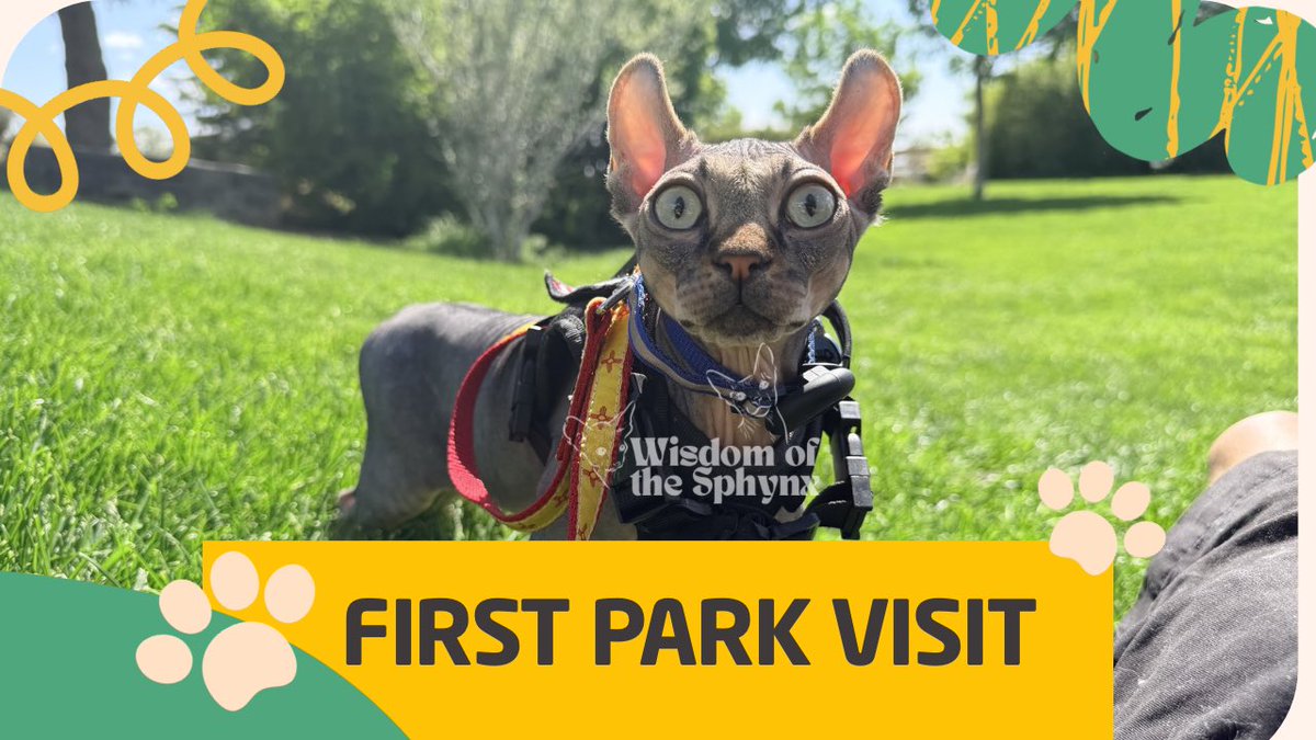 SphynxWisdom's tweet photo. Baby G met a dog on his FIRST adventure 😱👽🐶

No Nova 👑
No Scout 🤴
Just one chaos alien testing his bravery in the wild 😹

🎥 https://t.co/ztwB9FIHiD

#sphynx #catvsdog #funnycats #petvideo #adventurecat https://t.co/ubiIdSgn38